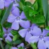 Evergreen Periwinkle - Vinca Minor - 6 Pack Of Pint Pots 2 Evergreen Periwinkle - Vinca Minor - 6 Pack Of Pint Pots -Garden Outdoor Plant Store Vinca Minor 10