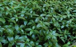 Evergreen Periwinkle - Vinca Minor - 6 Pack Of Pint Pots -Garden Outdoor Plant Store Vinca Minor 11
