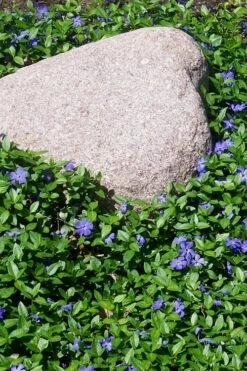 Evergreen Periwinkle - Vinca Minor - 6 Pack Of Pint Pots -Garden Outdoor Plant Store Vinca Minor 12