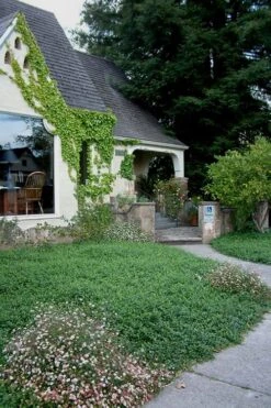 Evergreen Periwinkle - Vinca Minor - 6 Pack Of Pint Pots -Garden Outdoor Plant Store Vinca Minor 14