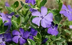 Ralph Shugert Variegated Periwinkle (Vinca Minor) - 10 Pack Of Pint Pots -Garden Outdoor Plant Store Vinca Minor Ralph Shugert Closeup 1