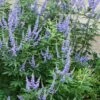 Blue Chaste Tree - Vitex Agnus-castus - 1 Gallon Pot 2 Blue Chaste Tree - Vitex Agnus-castus - 1 Gallon Pot -Garden Outdoor Plant Store Vitex Agnus Castus Chaste Tree rev 500x750 1