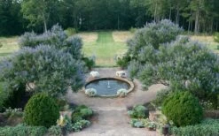 Blue Chaste Tree - Vitex Agnus-castus - 1 Gallon Pot -Garden Outdoor Plant Store Vitex Chaste Tree 11