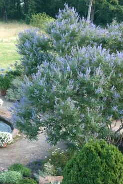 Blue Chaste Tree - Vitex Agnus-castus - 1 Gallon Pot -Garden Outdoor Plant Store Vitex Chaste Tree 13