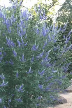 Blue Chaste Tree - Vitex Agnus-castus - 1 Gallon Pot -Garden Outdoor Plant Store Vitex Chaste Tree 14