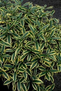 Marianni Variegated Pink Winter Daphne - 2 Gallon Pot 10 Marianni Variegated Pink Winter Daphne - 2 Gallon Pot -Garden Outdoor Plant Store Winter Daphne Marianni 2