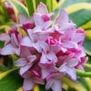 Marianni Variegated Pink Winter Daphne - 2 Gallon Pot -Garden Outdoor Plant Store Winter Daphne Marianni 4