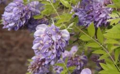 Amethyst Falls Wisteria Vine - 3 Gallon Pot 14 Amethyst Falls Wisteria Vine - 3 Gallon Pot -Garden Outdoor Plant Store Wisteria Amethyst Falls 50 2