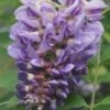 Amethyst Falls Wisteria Vine - 1 Gallon Pot 2 Amethyst Falls Wisteria Vine - 1 Gallon Pot -Garden Outdoor Plant Store Wisteria Amethyst Falls Rev 500x750 1