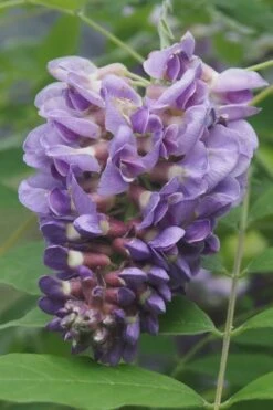 Amethyst Falls Wisteria Vine - 5 Gallon Pot