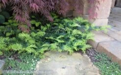 Creeping Japanese Plum Yew (Cephalotaxus Harringtonia 'Prostrata') - 1 Gallon Pot -Garden Outdoor Plant Store Yew Creeping 2 50