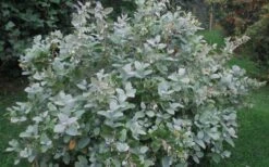 Woodlanders Blue Dusty Zenobia (Honeycup) - 3 Gallon Pot 17 Woodlanders Blue Dusty Zenobia (Honeycup) - 3 Gallon Pot -Garden Outdoor Plant Store Zenobia Woodlanders Blue 20