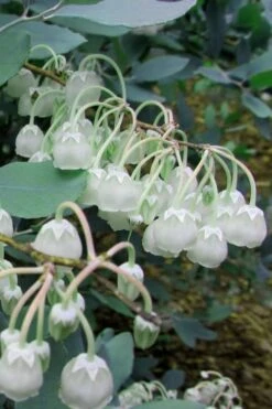 Woodlanders Blue Dusty Zenobia (Honeycup) - 3 Gallon Pot 16 Woodlanders Blue Dusty Zenobia (Honeycup) - 3 Gallon Pot -Garden Outdoor Plant Store Zenobia Woodlanders Blue 7