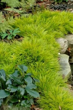 Dwarf Golden Sweet Flag - Acorus Gramineus 'Minimus Aureus' - 10 Pack Of Pint Pots 12 Dwarf Golden Sweet Flag - Acorus Gramineus 'Minimus Aureus' - 10 Pack Of Pint Pots -Garden Outdoor Plant Store acorus gramineus minnimus aurea dwarf golden sweet flag 101