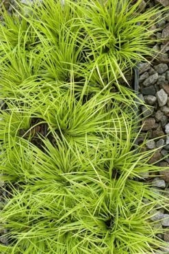 Dwarf Golden Sweet Flag - Acorus Gramineus 'Minimus Aureus' - 10 Pack Of Pint Pots 13 Dwarf Golden Sweet Flag - Acorus Gramineus 'Minimus Aureus' - 10 Pack Of Pint Pots -Garden Outdoor Plant Store acorus gramineus minnimus aurea dwarf golden sweet flag 105