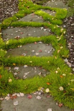 Dwarf Golden Sweet Flag - Acorus Gramineus 'Minimus Aureus' - 10 Pack Of Pint Pots 11 Dwarf Golden Sweet Flag - Acorus Gramineus 'Minimus Aureus' - 10 Pack Of Pint Pots -Garden Outdoor Plant Store acorus gramineus minnimus aurea dwarf golden sweet flag 106