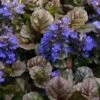 Bronze Beauty Ajuga (Bugleweed) - 10 Pack Of 4" Pint Pots 1 Bronze Beauty Ajuga (Bugleweed) - 10 Pack Of 4" Pint Pots -Garden Outdoor Plant Store ajuga bronze beauty 28