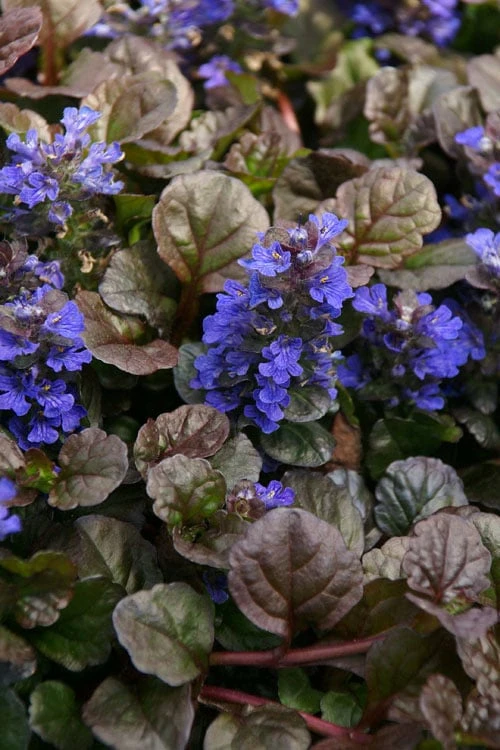 Bronze Beauty Ajuga (Bugleweed) - 10 Pack Of 4" Pint Pots 3 Bronze Beauty Ajuga (Bugleweed) - 10 Pack Of 4" Pint Pots