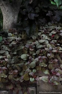 Bronze Beauty Ajuga (Bugleweed) - 10 Pack Of 4" Pint Pots 9 Bronze Beauty Ajuga (Bugleweed) - 10 Pack Of 4" Pint Pots -Garden Outdoor Plant Store ajuga bronze beauty 30