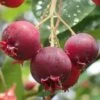 Shadblow Serviceberry Tree (Amelanchier Canadensis) - 5 Gallon Pot 2 Shadblow Serviceberry Tree (Amelanchier Canadensis) - 5 Gallon Pot -Garden Outdoor Plant Store amelanchier arborea shadblow serviceberry berries 2