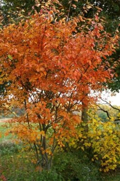 Shadblow Serviceberry Tree (Amelanchier Canadensis) - 5 Gallon Pot -Garden Outdoor Plant Store amelanchier arborea shadblow serviceberry fall foliage