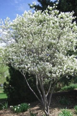 Shadblow Serviceberry Tree (Amelanchier Canadensis) - 5 Gallon Pot -Garden Outdoor Plant Store amelanchier arborea shadblow serviceberry tree 2