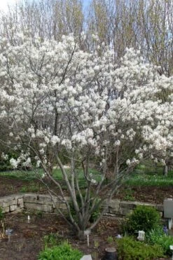 Shadblow Serviceberry Tree (Amelanchier Canadensis) - 5 Gallon Pot -Garden Outdoor Plant Store amelanchier arborea shadblow serviceberry tree 3