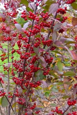 Brilliantissima Aronia (Red Chokeberry) - 3 Gallon Pot -Garden Outdoor Plant Store aronia arbutifolia brilliantissima red chokeberry 2