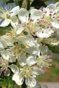 Brilliantissima Aronia (Red Chokeberry) - 3 Gallon Pot -Garden Outdoor Plant Store aronia arbutifolia brilliantissima red chokeberry 5
