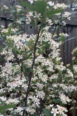 Brilliantissima Aronia (Red Chokeberry) - 3 Gallon Pot -Garden Outdoor Plant Store aronia arbutifolia brilliantissima red chokeberry 8