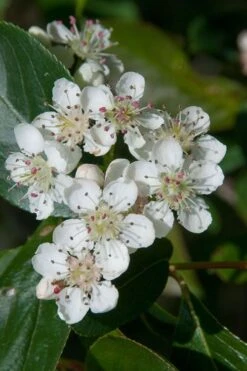 Red Chokeberry (Aronia Arbutifolia) - 3 Pack Of 1.5 Quart Pots -Garden Outdoor Plant Store aronia arbutifolia red chokeberry 1