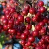 Red Chokeberry (Aronia Arbutifolia) - 3 Pack Of 1.5 Quart Pots -Garden Outdoor Plant Store aronia arbutifolia red chokeberry 2