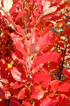 Red Chokeberry (Aronia Arbutifolia) - 1 Gallon Pot -Garden Outdoor Plant Store aronia arbutifolia red chokeberry 3 1