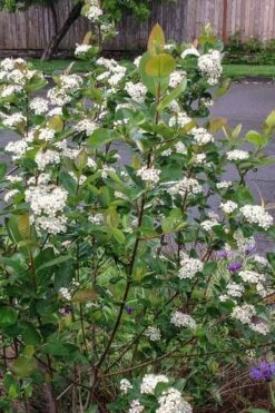 Red Chokeberry (Aronia Arbutifolia) - 3 Pack Of 1.5 Quart Pots -Garden Outdoor Plant Store aronia arbutifolia red chokeberry 4