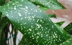 Spek-tacular Cast Iron Plant - 3 Gallon Pot 13 Spek-tacular Cast Iron Plant - 3 Gallon Pot -Garden Outdoor Plant Store aspidistra spek tacular cast iron plant 101