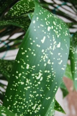 Spek-tacular Cast Iron Plant - 3 Gallon Pot 12 Spek-tacular Cast Iron Plant - 3 Gallon Pot -Garden Outdoor Plant Store aspidistra spek tacular cast iron plant 103