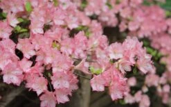 Amy Azalea - 3 Gallon Pot 10 Amy Azalea - 3 Gallon Pot -Garden Outdoor Plant Store azalea amy 8