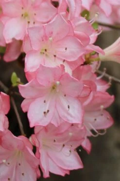 Amy Azalea - 3 Gallon Pot 11 Amy Azalea - 3 Gallon Pot -Garden Outdoor Plant Store azalea amy 9