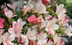 Astronaut Azalea - 1 Gallon Pot 13 Astronaut Azalea - 1 Gallon Pot -Garden Outdoor Plant Store azalea astronaut 3