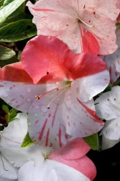 Astronaut Azalea - 2.5 Quart Pot -Garden Outdoor Plant Store azalea astronaut 4 2