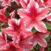 Ben Morrison Azalea - 2 Gallon Pot 2 Ben Morrison Azalea - 2 Gallon Pot -Garden Outdoor Plant Store azalea ben morrison 2