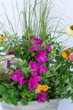 Echo Bloom 'N Again Azalea - 2 Gallon Pot 13 Echo Bloom 'N Again Azalea - 2 Gallon Pot -Garden Outdoor Plant Store azalea bloom n again augusta echo 4