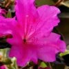 Echo Bloom 'N Again Azalea - 2 Gallon Pot -Garden Outdoor Plant Store azalea bloom n again augusta echo 6