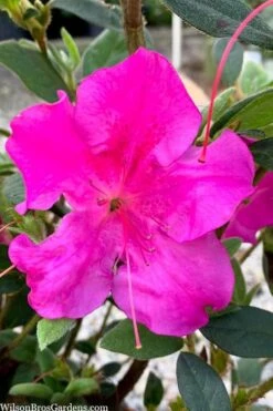 Echo Bloom 'N Again Azalea - 2 Gallon Pot 12 Echo Bloom 'N Again Azalea - 2 Gallon Pot -Garden Outdoor Plant Store azalea bloom n again augusta echo 7