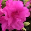 Lavender Twist Bloom 'N Again Azalea - 2 Gallon Pot 1 Lavender Twist Bloom 'N Again Azalea - 2 Gallon Pot -Garden Outdoor Plant Store azalea bloom n again lavender twist 1
