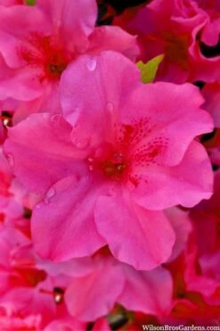 Pink Explosion Bloom 'N Again Azalea - 2 Gallon Pot -Garden Outdoor Plant Store azalea bloom n again pink explosion 12