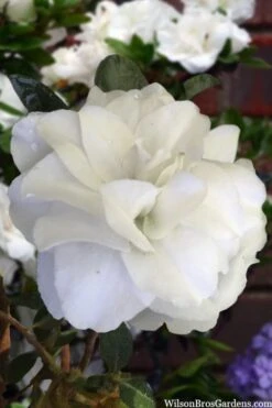 Snowball Bloom 'N Again Azalea - 2 Gallon Pot -Garden Outdoor Plant Store azalea bloom n again snowball 13