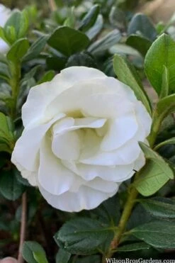 Snowball Bloom 'N Again Azalea - 2 Gallon Pot -Garden Outdoor Plant Store azalea bloom n again snowball 14