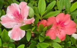 Lady Cavendish Azalea - 3 Gallon Pot -Garden Outdoor Plant Store azalea cavendish 2