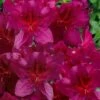 Dauntless Azalea (Glenn Dale Hydrid) - 2 Gallon Pot